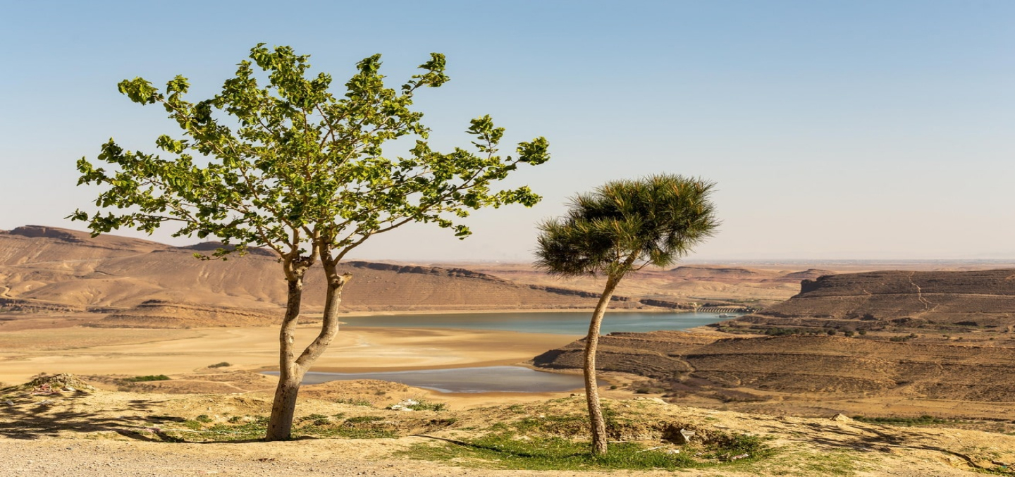 Two trees in the desert